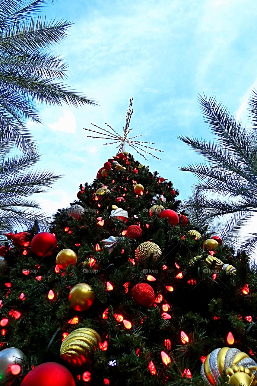 Christmas tree top surrounded by palms.
