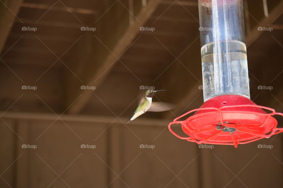 hummingbird