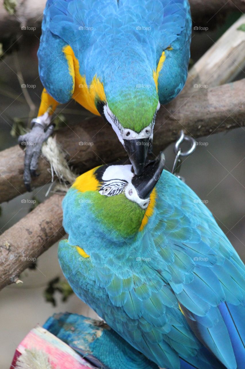Macaws kissing