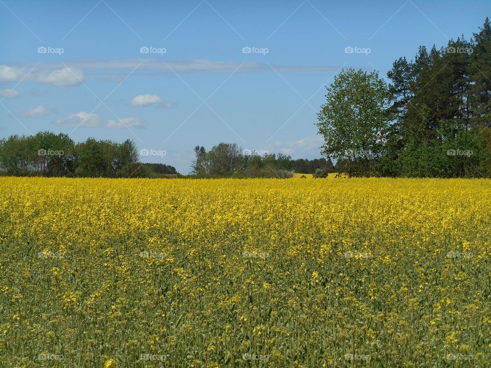 beautiful countryside nature landscape field