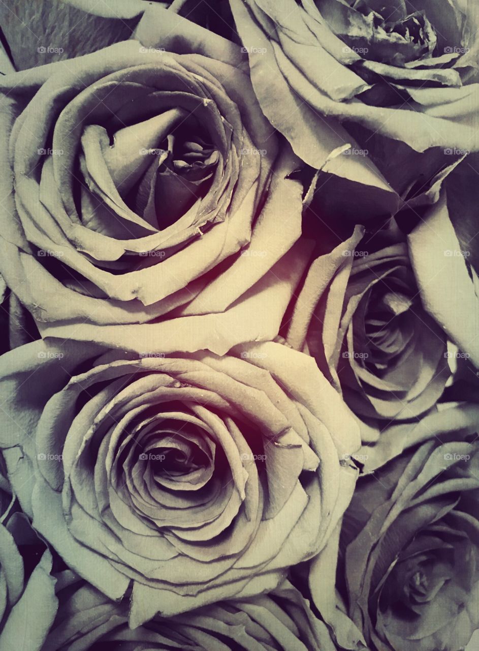 Monochrome roses with a Splash of pink light color