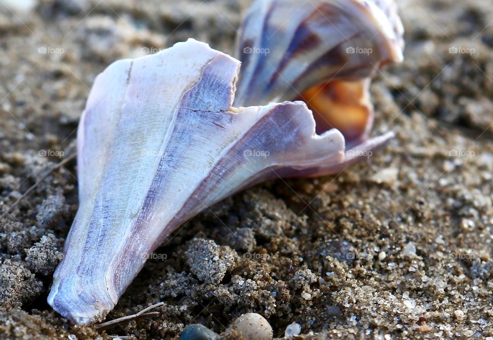 Seashell on Long Island