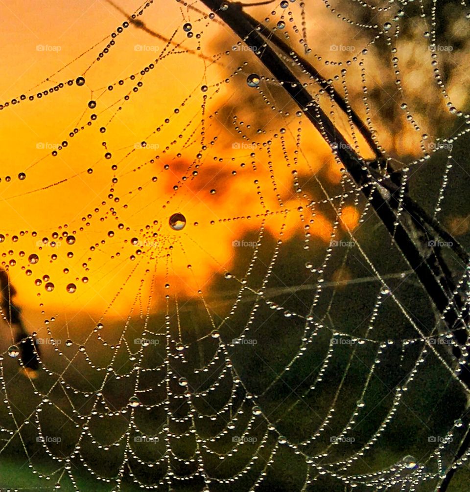 Spiderweb in the morning sun