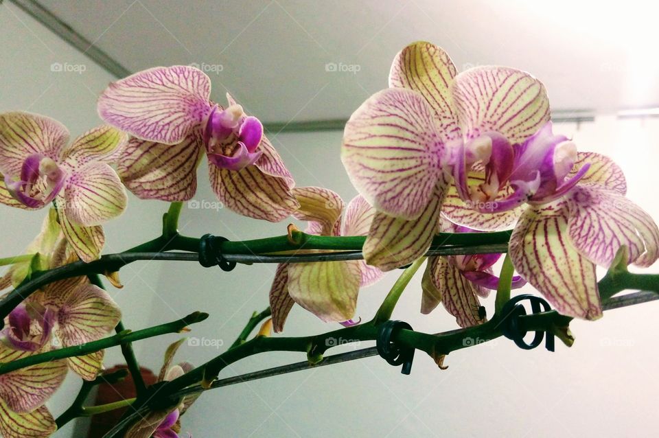 orquídea f