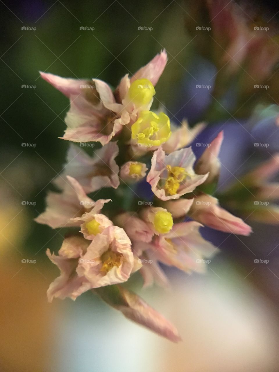 Depth of field closeup