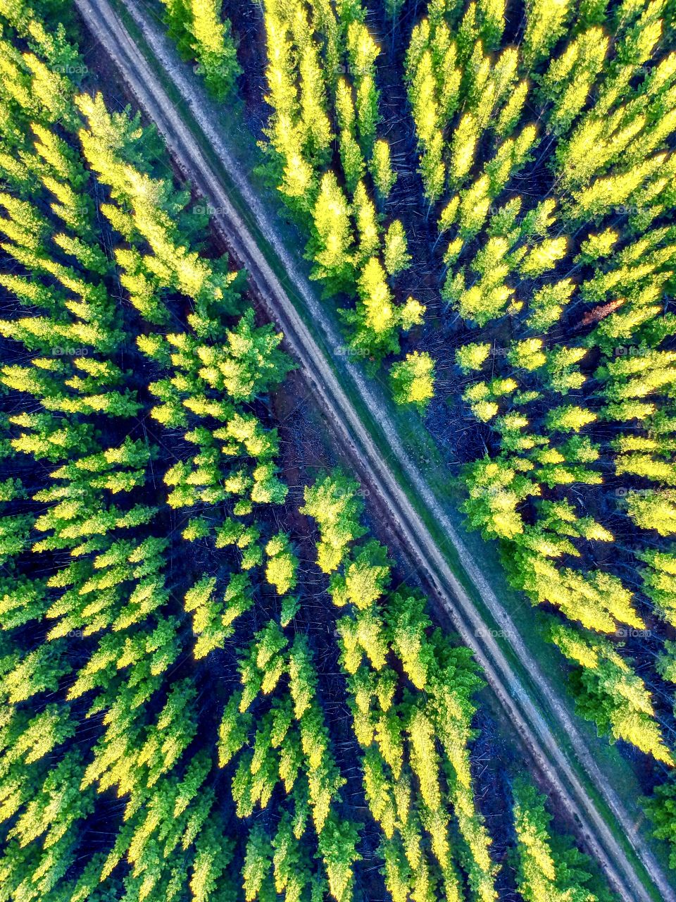 Aerial forest