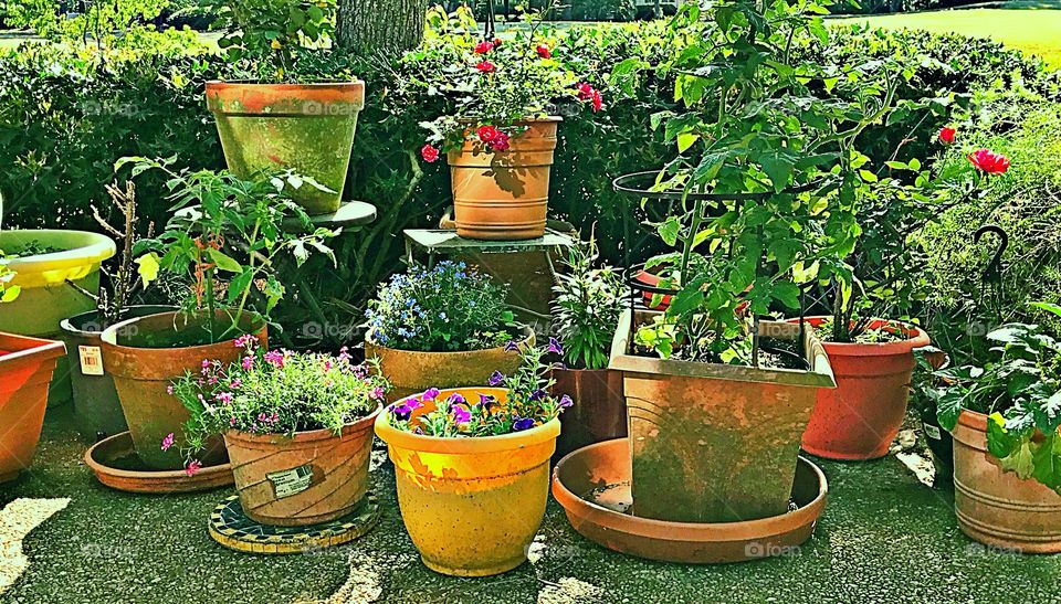 Patio Garden 