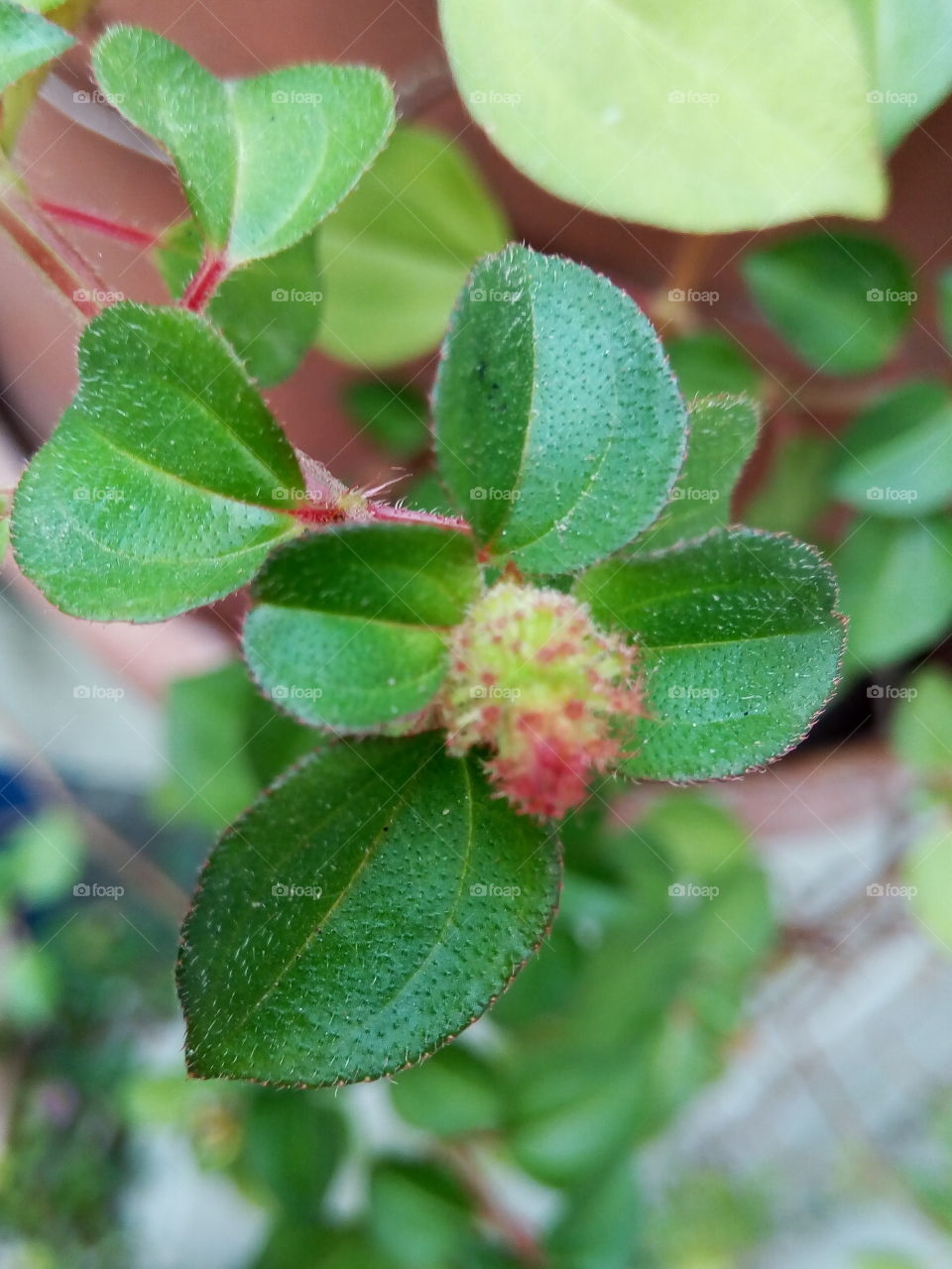 Leaf, Nature, Flora, Closeup, Summer