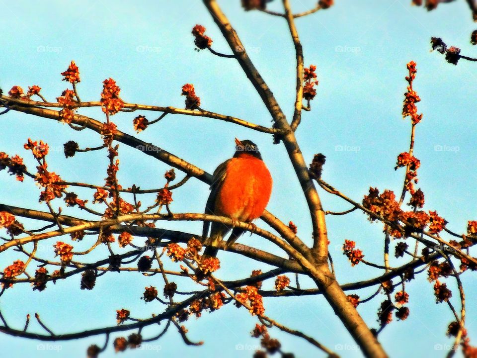 Plump Red Robin sitting on a tree branch full of red buds.