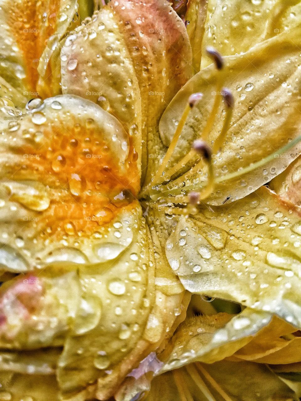 Flower with raindrops