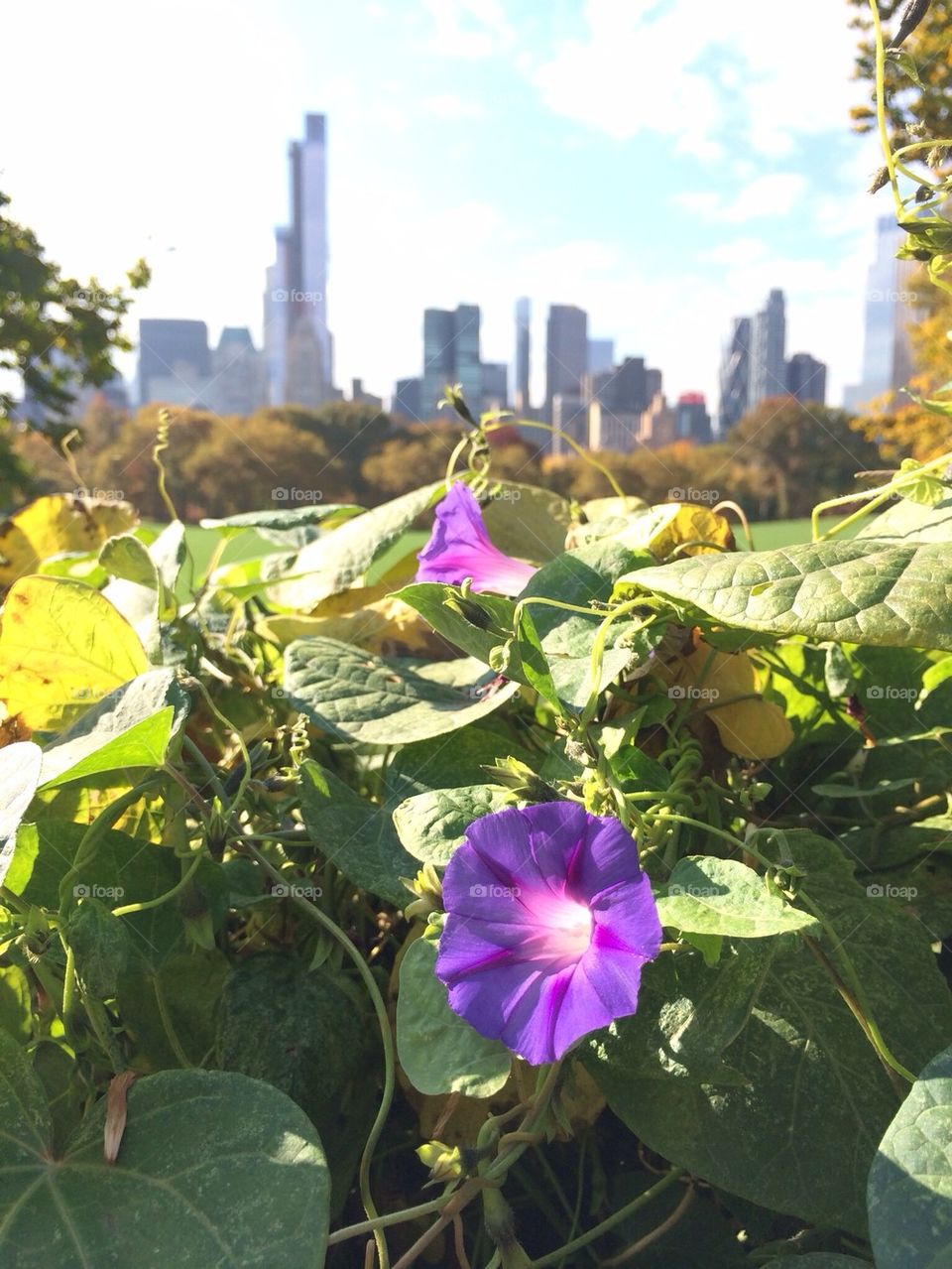 Flowers in the park