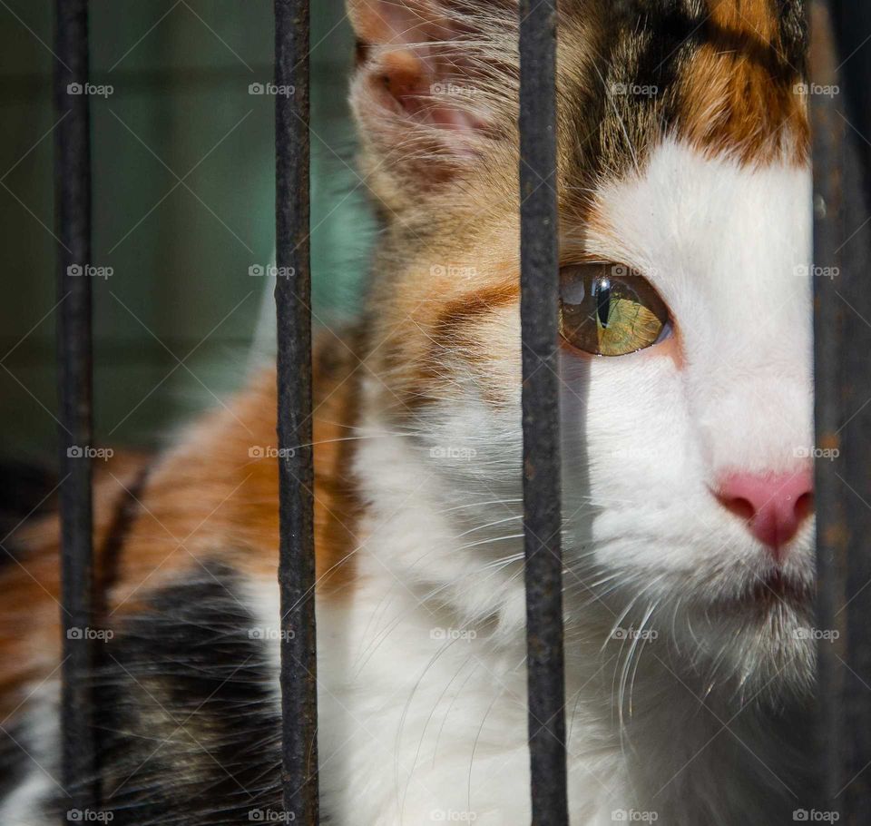 cat looking out the fence