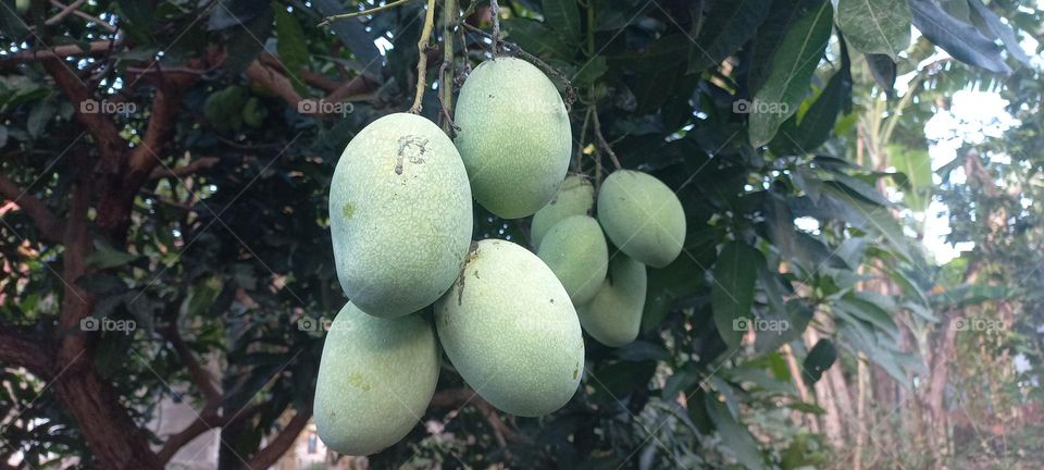 Mango or mempelam is the name of a type of fruit, as well as the name of the tree. Mango belongs to the genus Mangifera