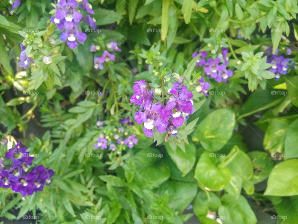 focus on full bloom of purple flowers and their buds at the top right among other purple flowers and green leaves
