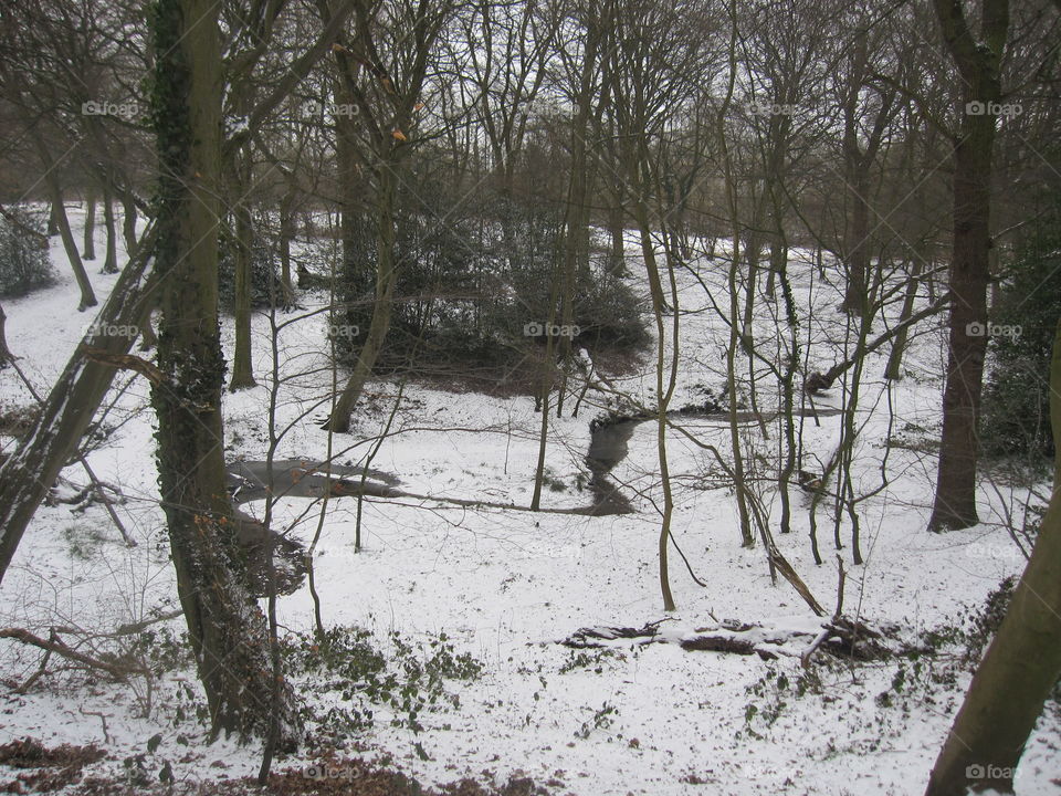 Winter, Tree, Snow, Landscape, Wood