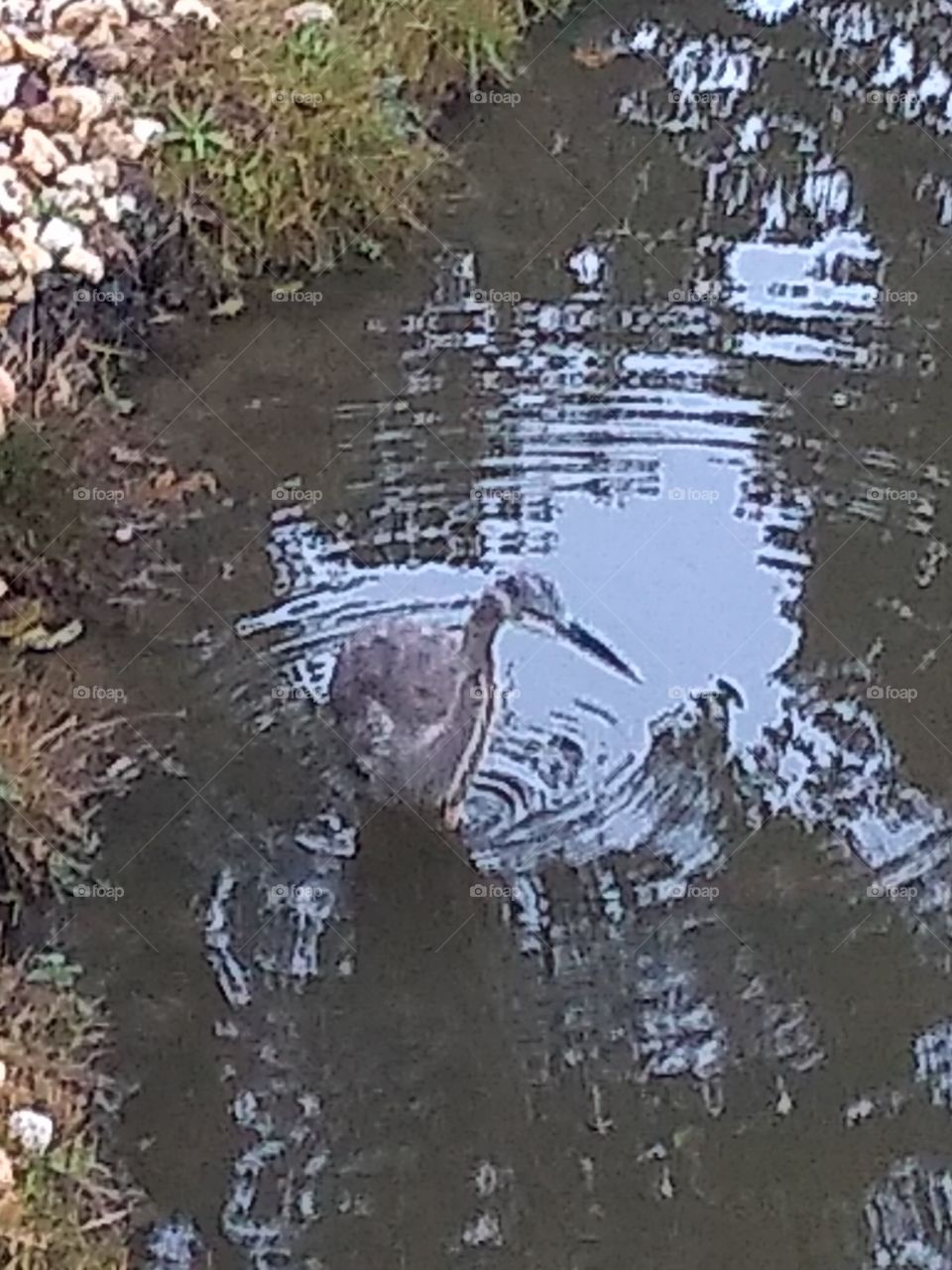 Crane feeding in local pond