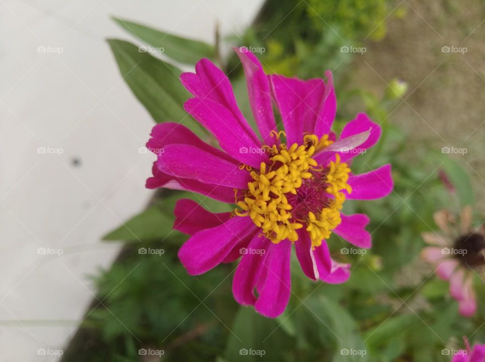 pink flower seasonal fresh shurb small size looks very beautiful generally found everywhere