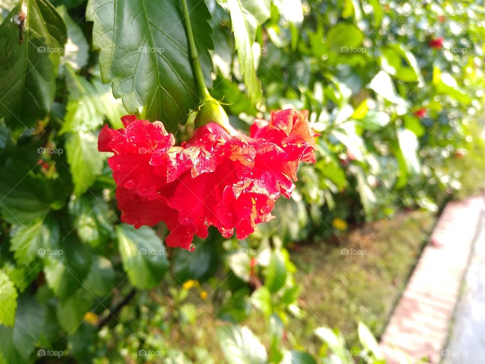 red flower