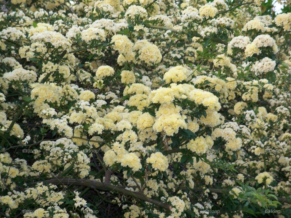 Yellow flower bush 