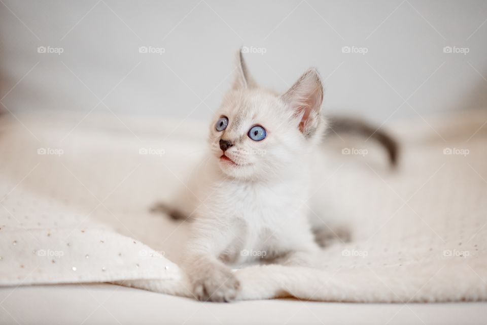 Little Tibet color-point kitten playing