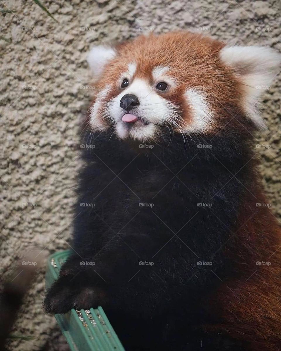 🥰Red panda 😄