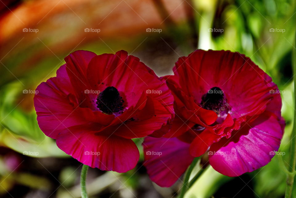 Red flowers in a