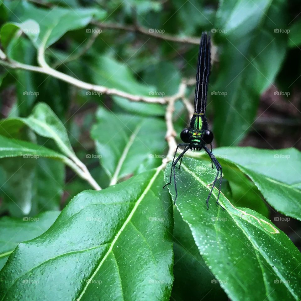 Face of a dragonfly