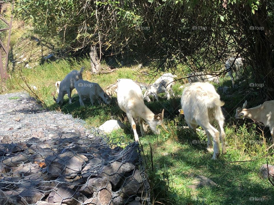 Nature, goats
