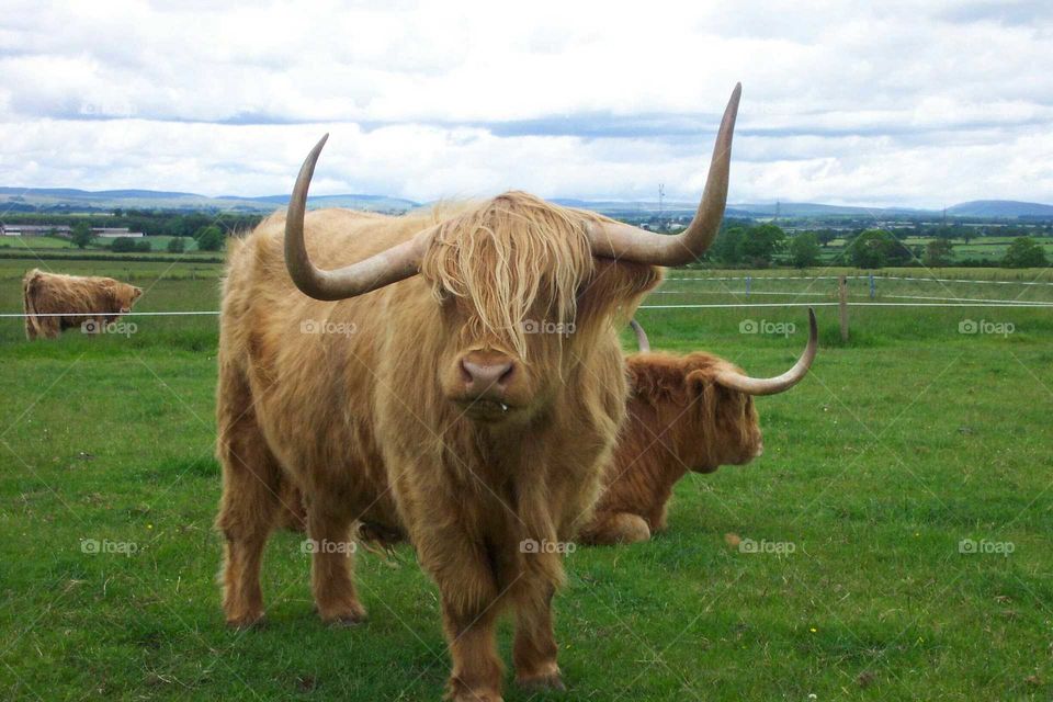 Highland Cow