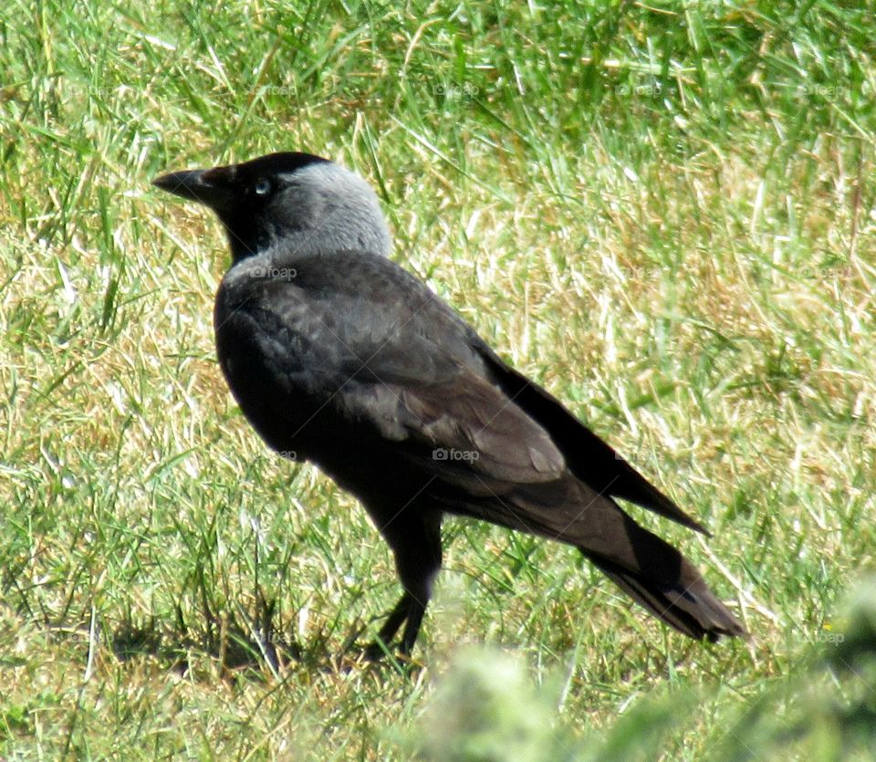 Jackdaw