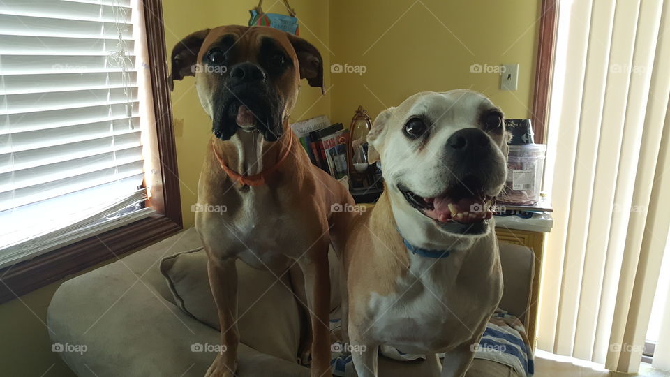 Cuteness Overload. Cake (left) and Roxy hamming it up for the camera.