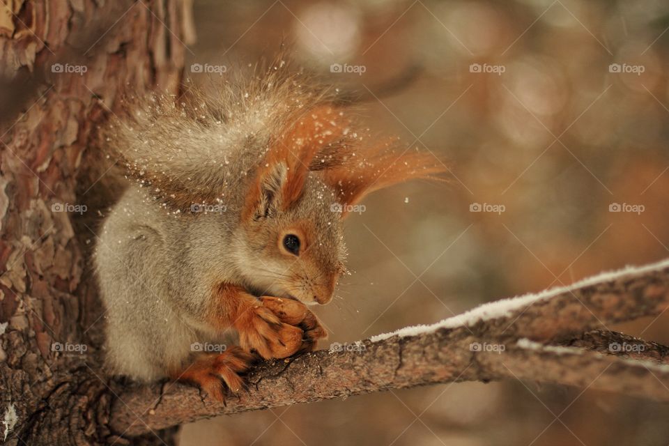 Squirrel eats a walnut sitting on a fir branch in winter under falling snow