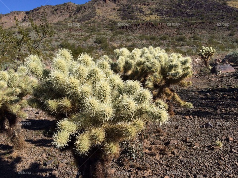 Desert cactus 