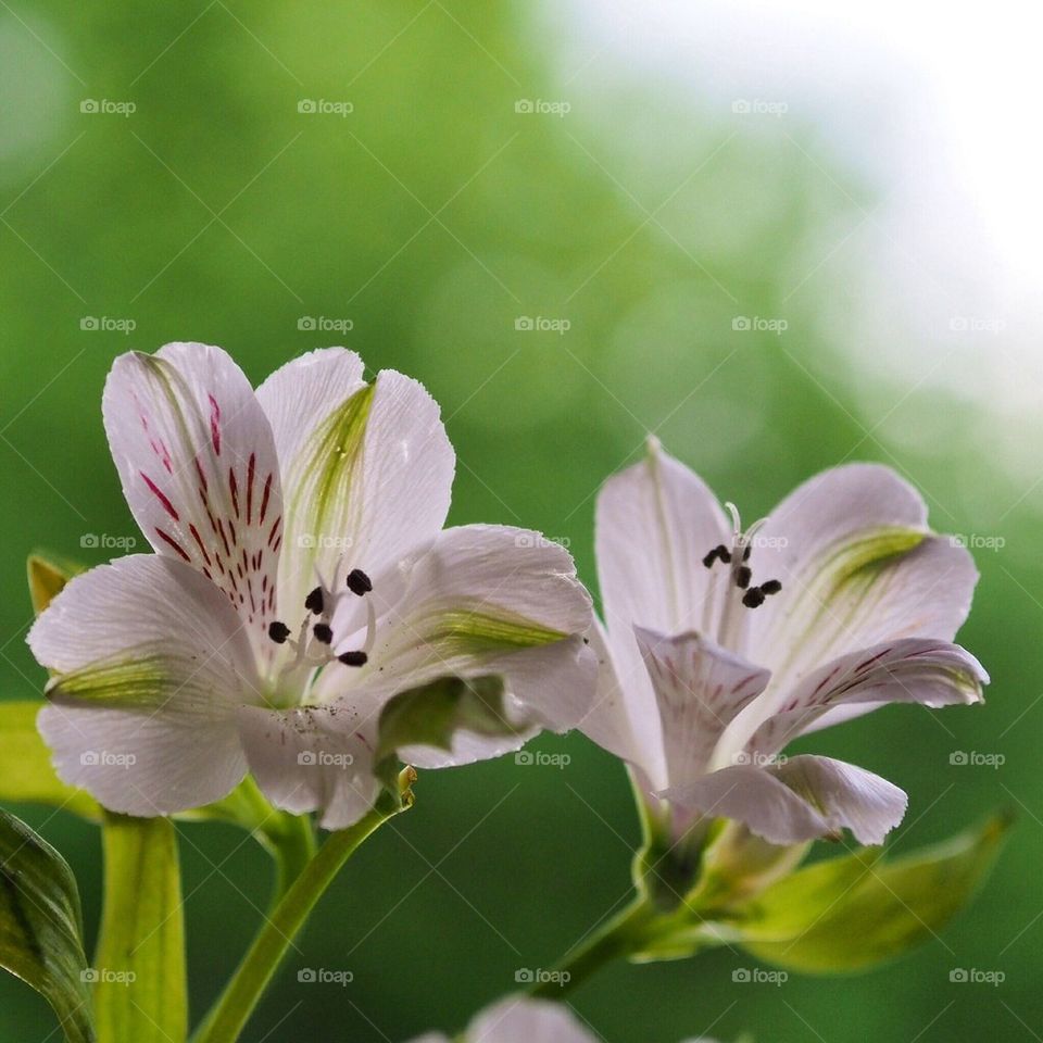 Two flowers in bloom