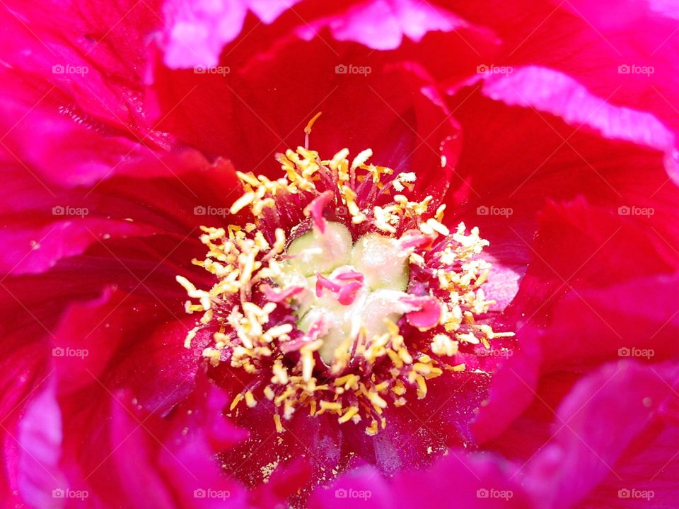 Peony