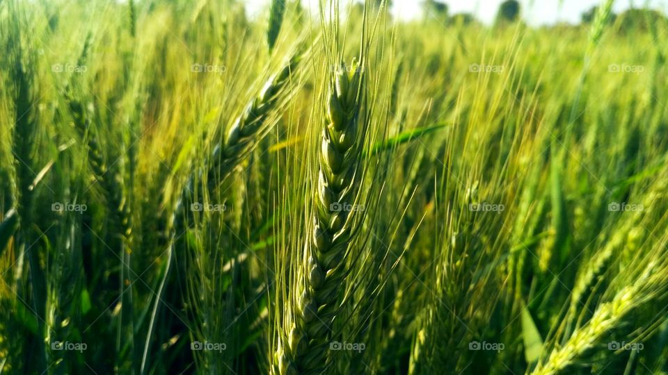 green wheat