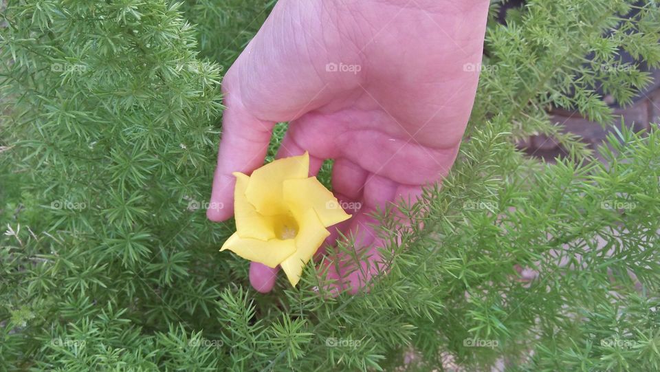 Human hand holding beautiful yellow flower.