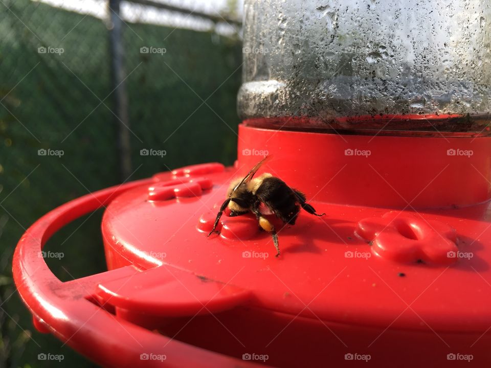 Bumblebee on hummingbird feeder