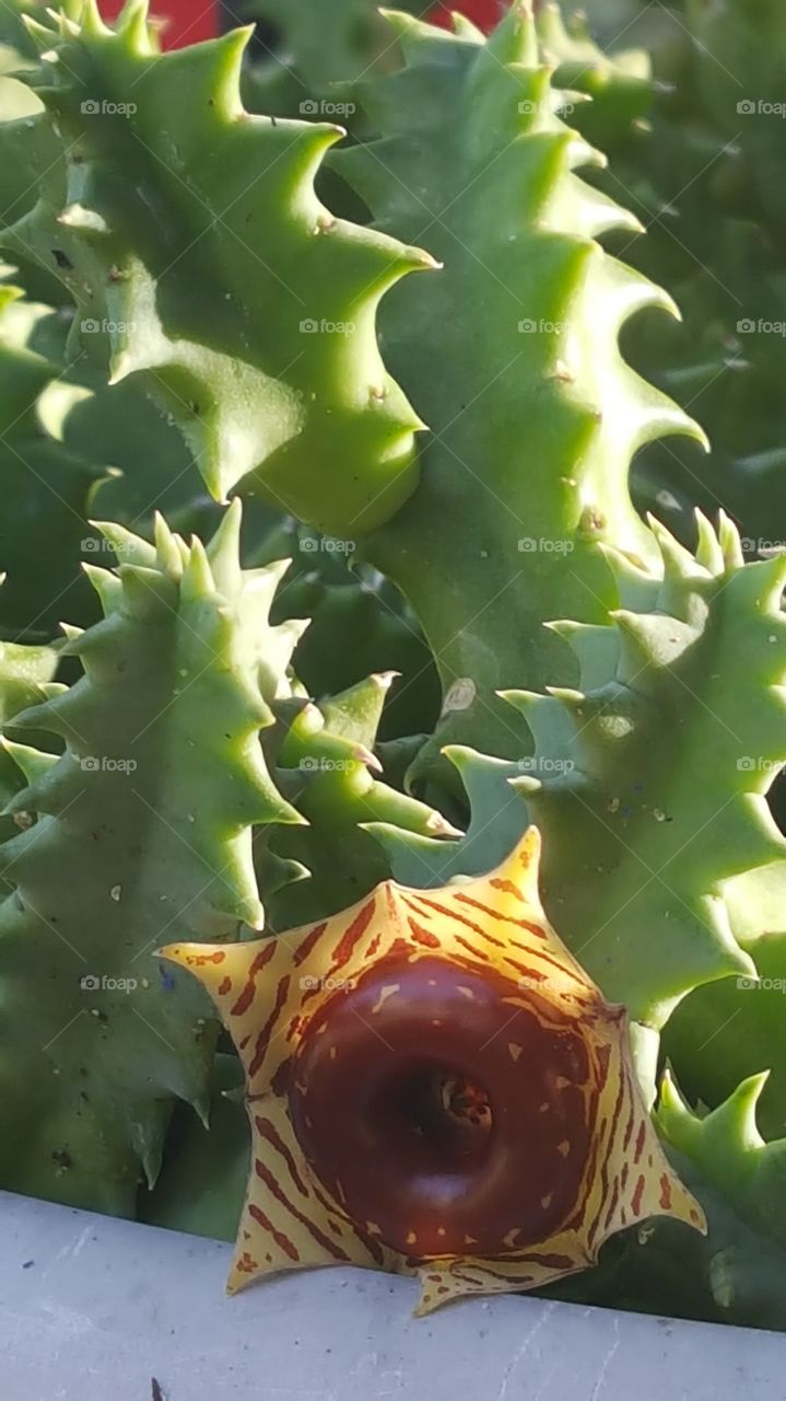 lifesaver succulent cactus plant bloom