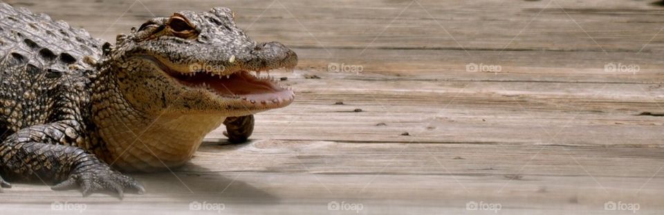 Croc