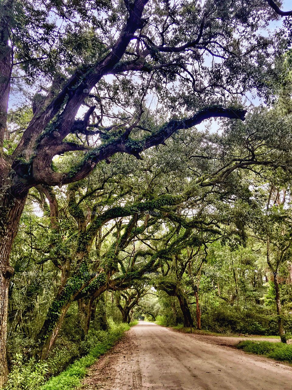 Foap Mission Local Treasures! Low Country Carolina’s Beautiful Live Oaks