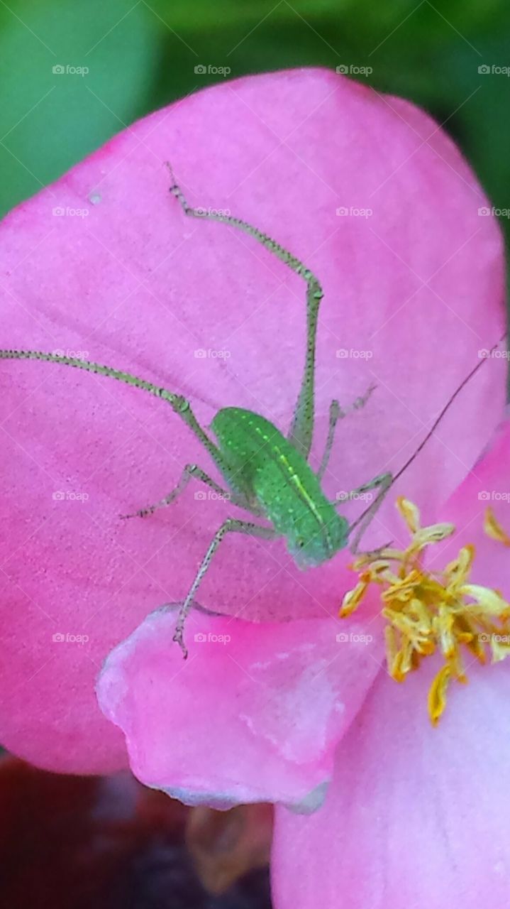 "Grasshopper On Pink Rose"