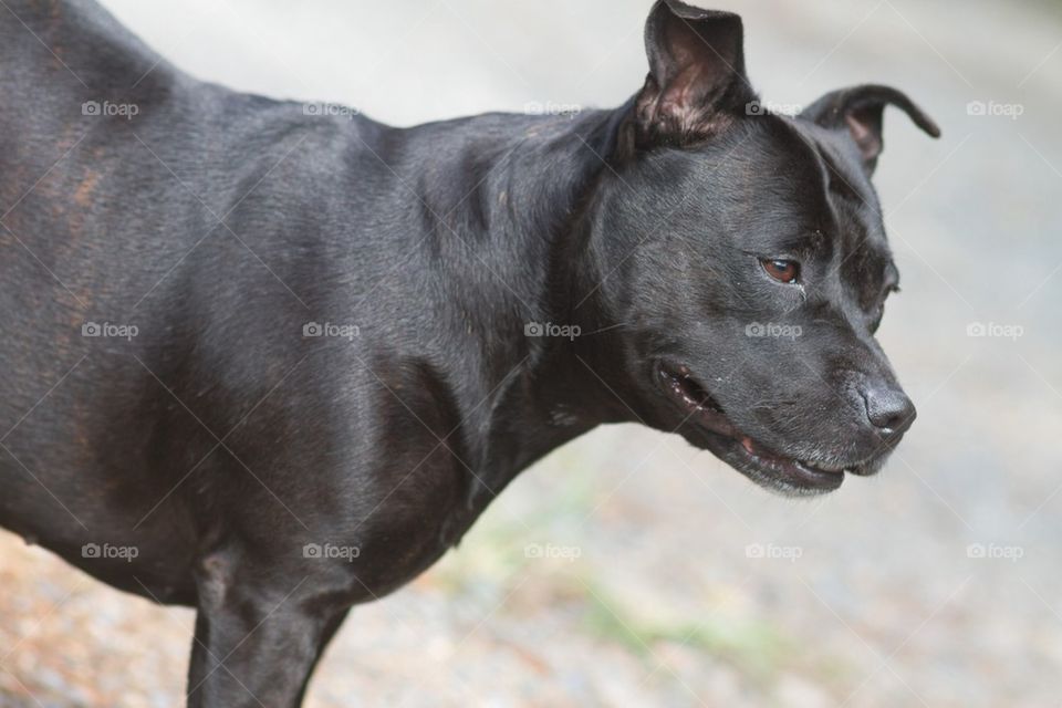 English Staffy Girl