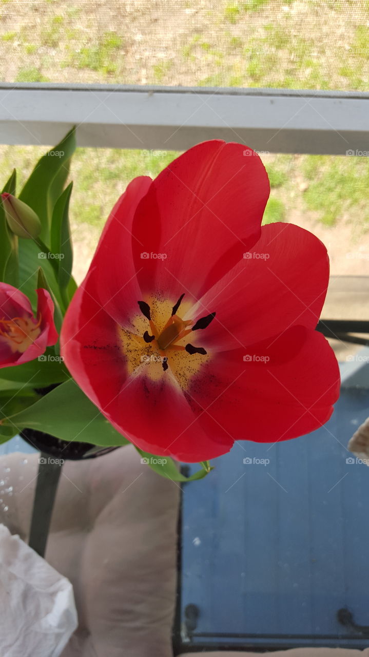 Red Tulip closeup