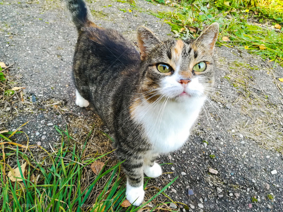 cute, adorable, curious green-eyed cat on the street