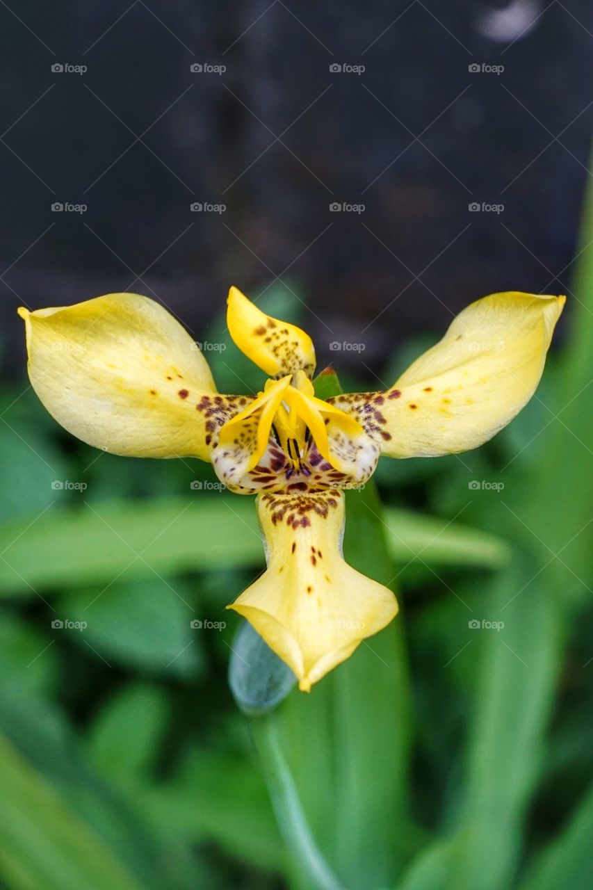 A flower in the middle of green grass