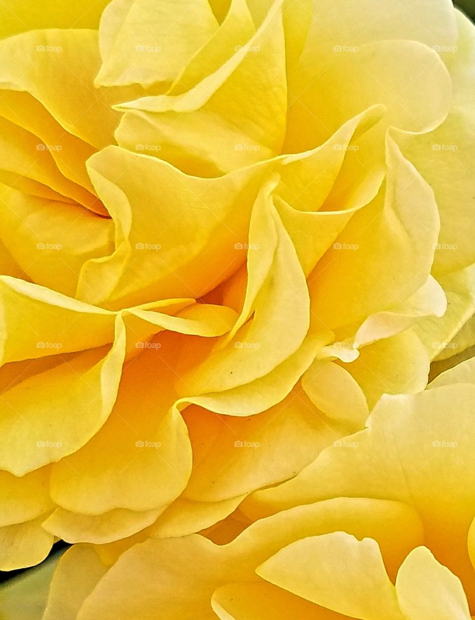 Delicate Yellow Rose Macro Shot