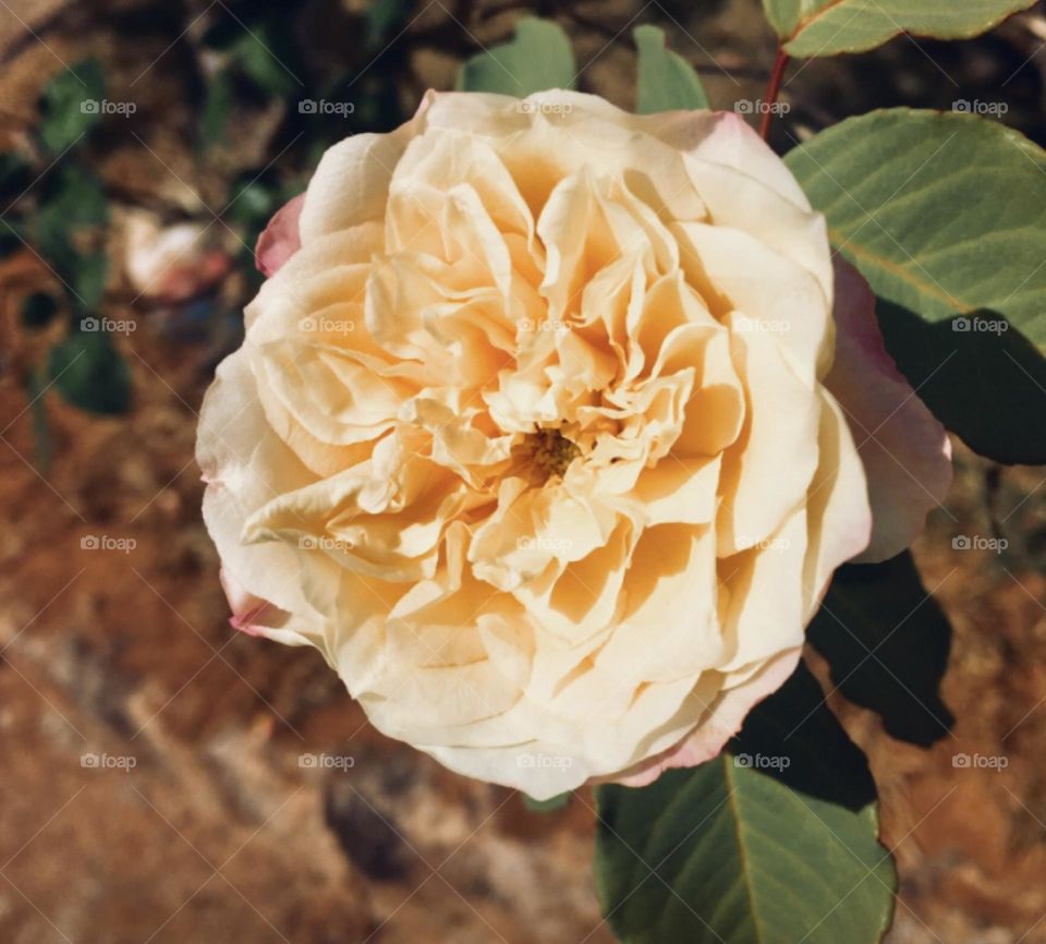 🌹 🇺🇸 Very beautiful flowers to brighten our day.  Live nature and its beauty. Did you like the delicate petals? / 🇧🇷 Flores muito bonitas para alegrar nosso dia. Viva a natureza e sua beleza. Gostaram das pétalas delicadas? 