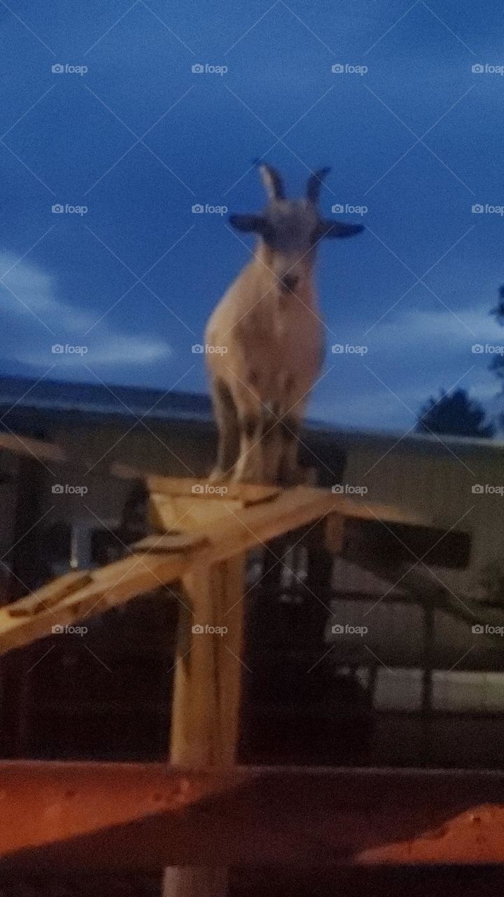 goat on a ramp