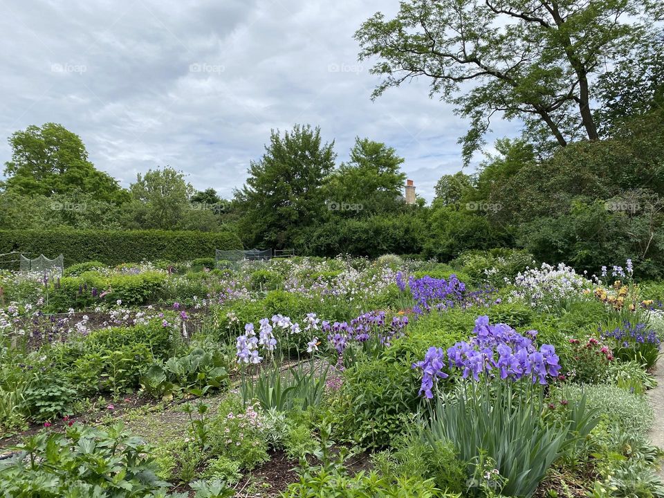 Garden with flowers and plants 